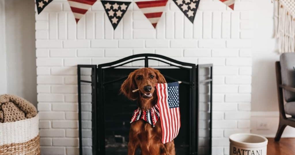 dog holding american flag in host family living room